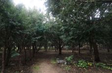 宽甸森森红豆杉种苗繁育基地